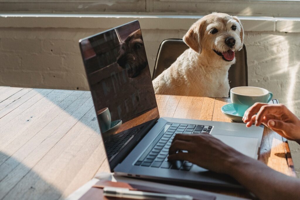 pet sitting as a part-time job for students